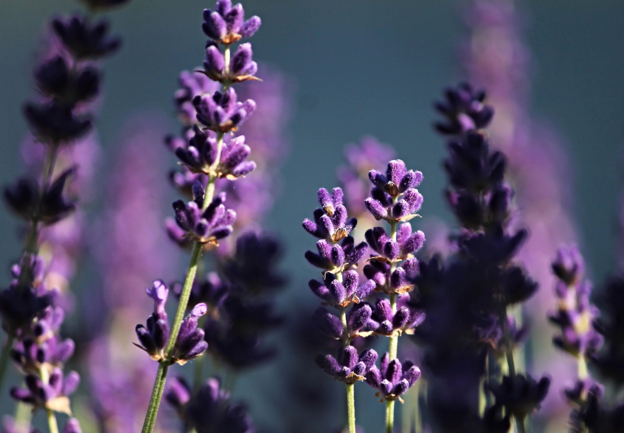 Lavender and Bergamot