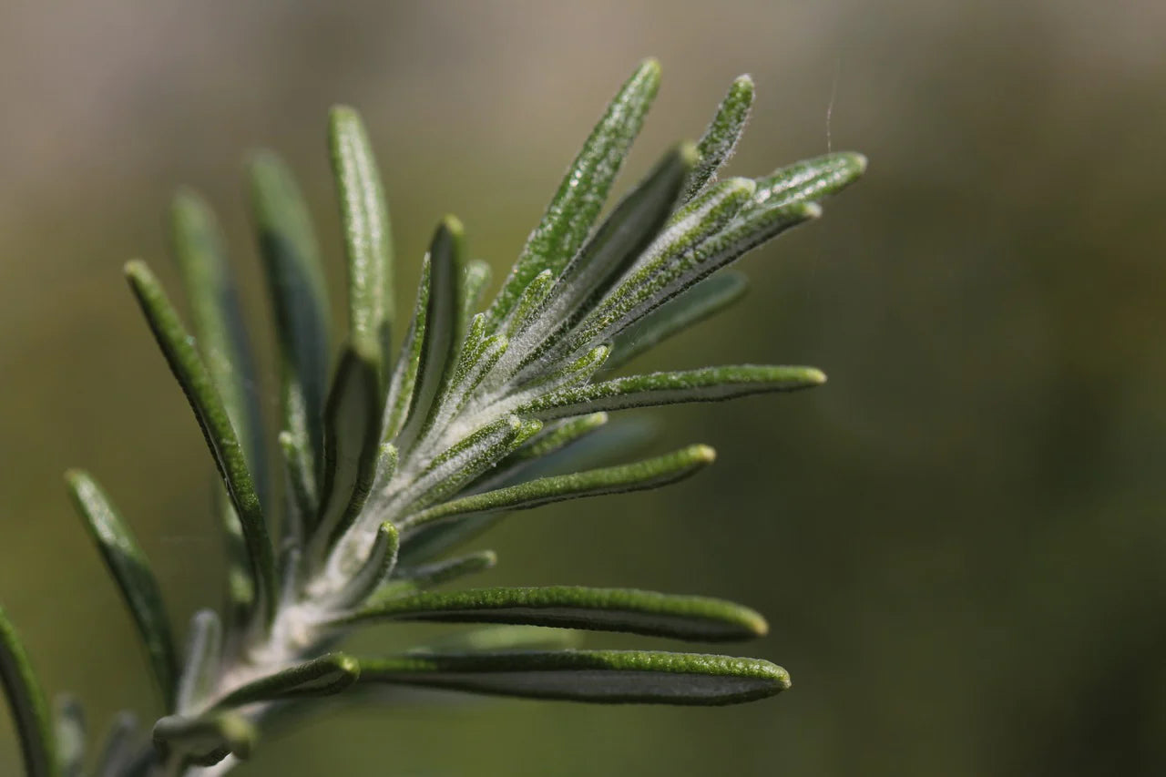 Rosemary and Lavender