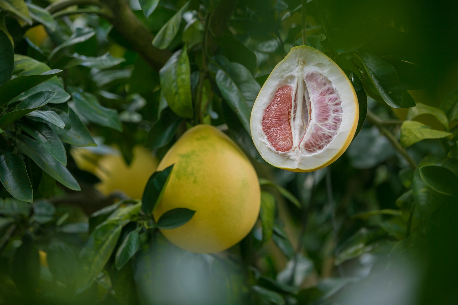 Pomelo and Lingzhi